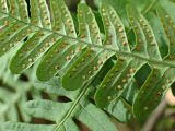 Polypodium sibiricum