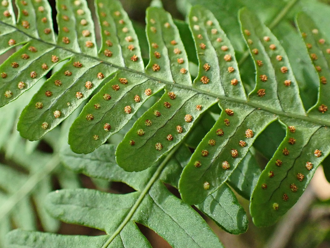 Image of Polypodium sibiricum specimen.