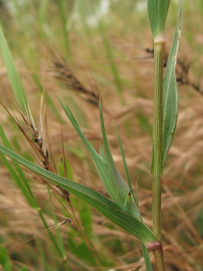 Изображение особи Tragopogon dubius.