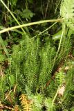 Lycopodium annotinum