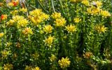 Rhodiola pamiroalaica