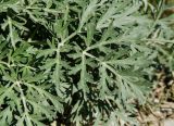 Artemisia absinthium