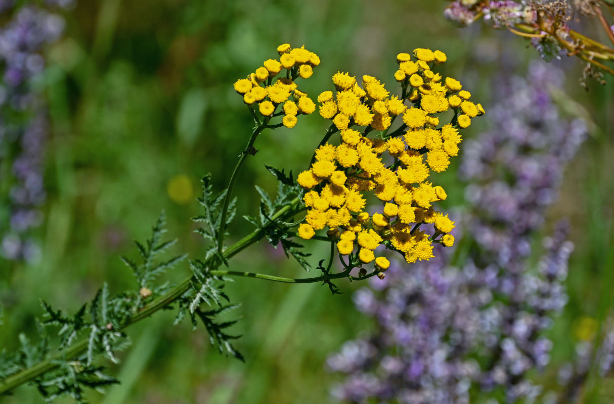 Изображение особи род Tanacetum.