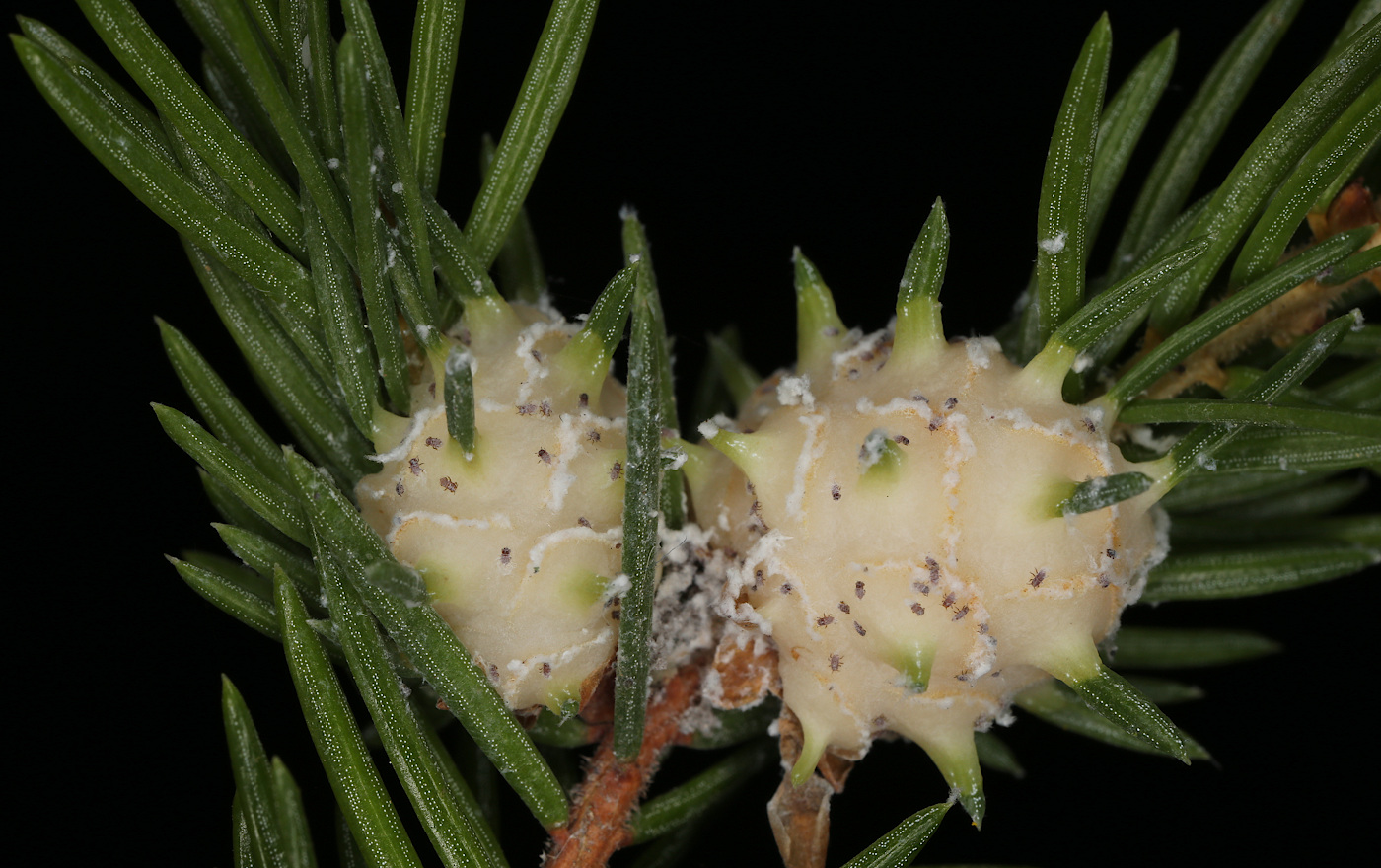 Image of Picea abies specimen.