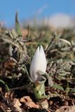 Colchicum triphyllum. Зацветающее растение среди прошлогодних листьев Teucrium. Крым, Севастополь, Балаклава, гора Крепостная. 21.01.2024.