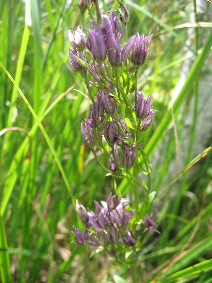 Image of Swertia perennis specimen.