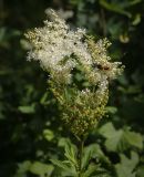 Image of taxon representative. Author is Игорь Павлов