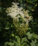 Filipendula ulmaria