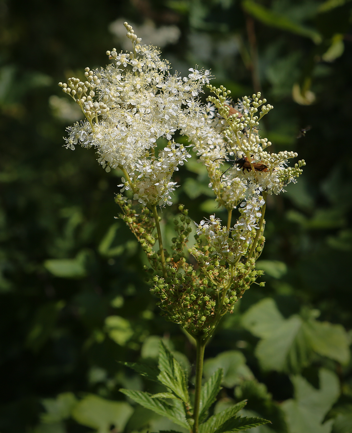 Image of Filipendula ulmaria specimen.
