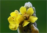 Verbascum thapsus. Цветки на верхушке соцветия. Московская обл., Раменский р-н, окр. дер. Хрипань, садовый участок. 18.07.2023.