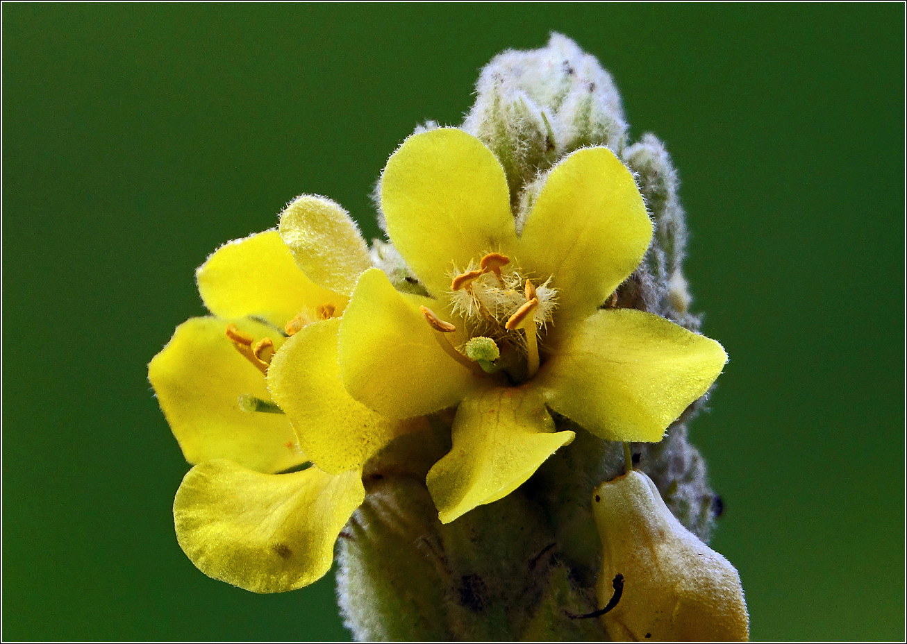 Изображение особи Verbascum thapsus.