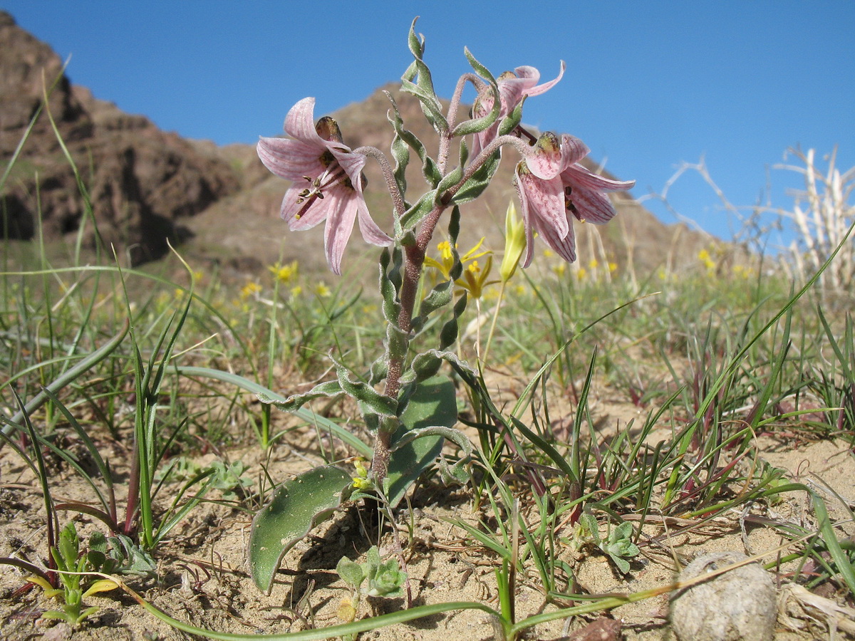 Image of Rhinopetalum karelinii specimen.