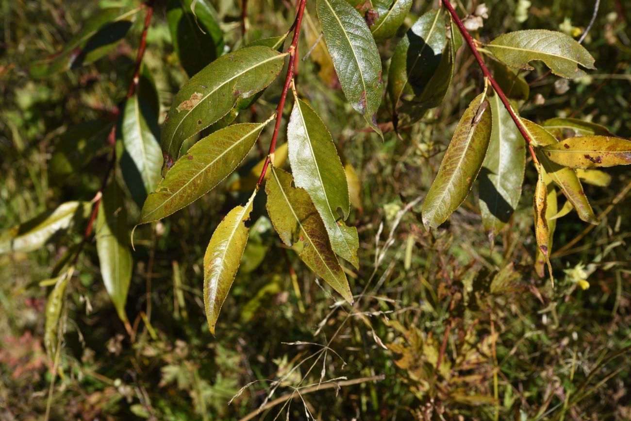 Image of Salix pentandra specimen.