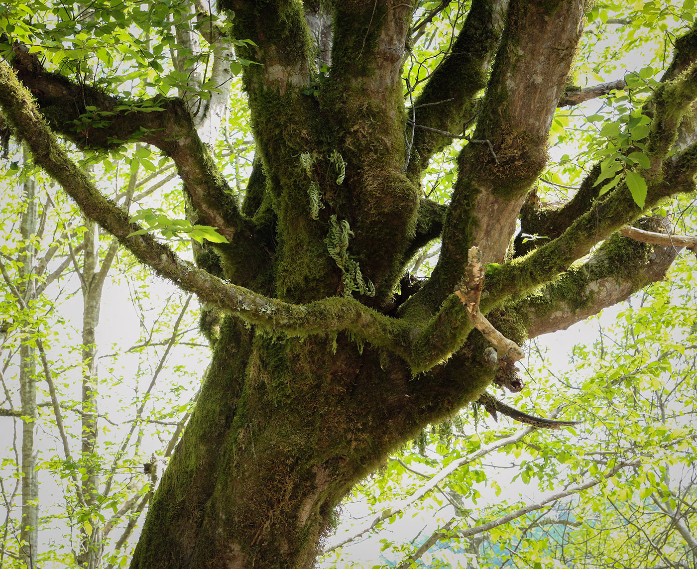 Изображение особи Carpinus betulus.