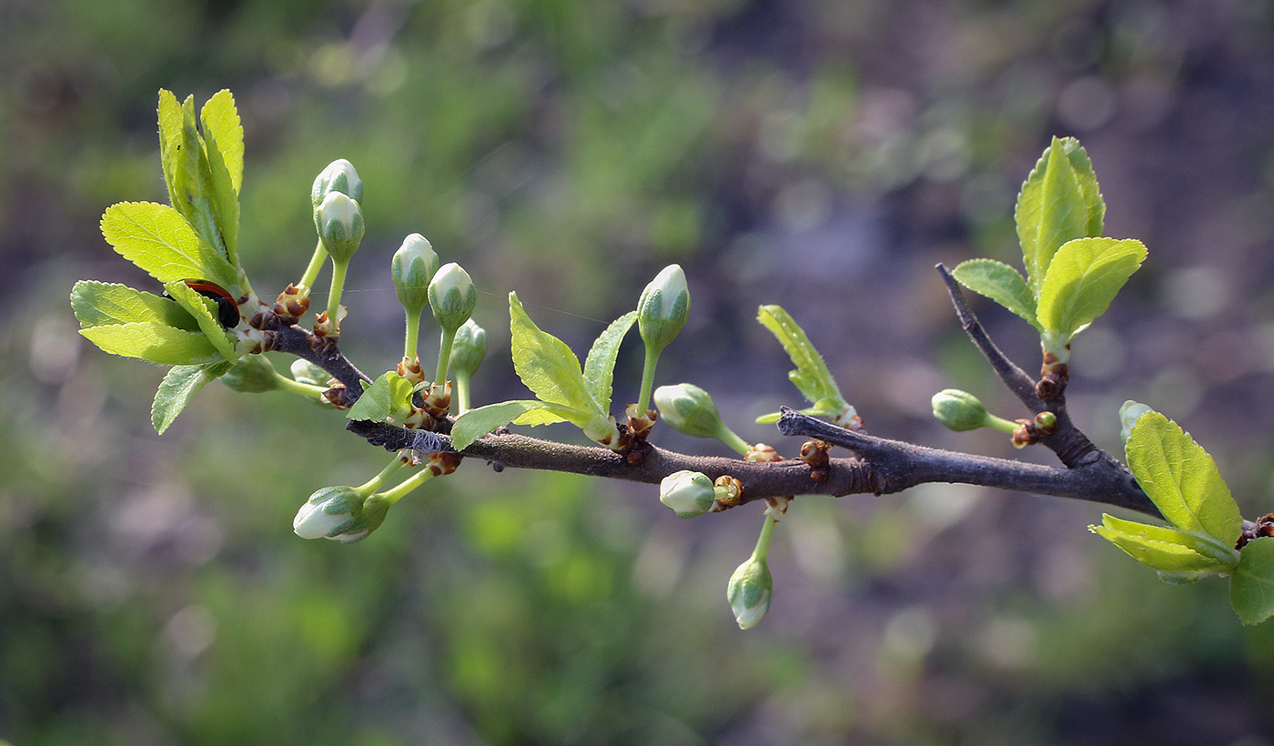 Изображение особи род Prunus.