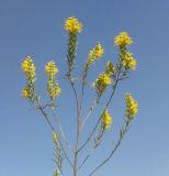 Orthanthella lutea