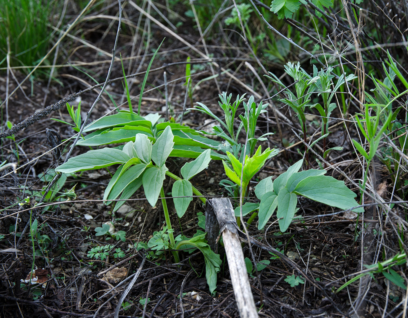 Изображение особи Valeriana wolgensis.