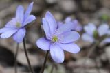 Hepatica nobilis. Цветок. ХМАО - Югра, г. Сургут, Сургутский ботанический сад. 22.05.2024.