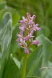 Dactylorhiza umbrosa