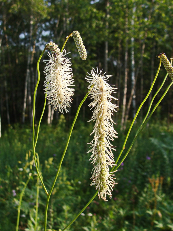 Image of Sanguisorba parviflora specimen.