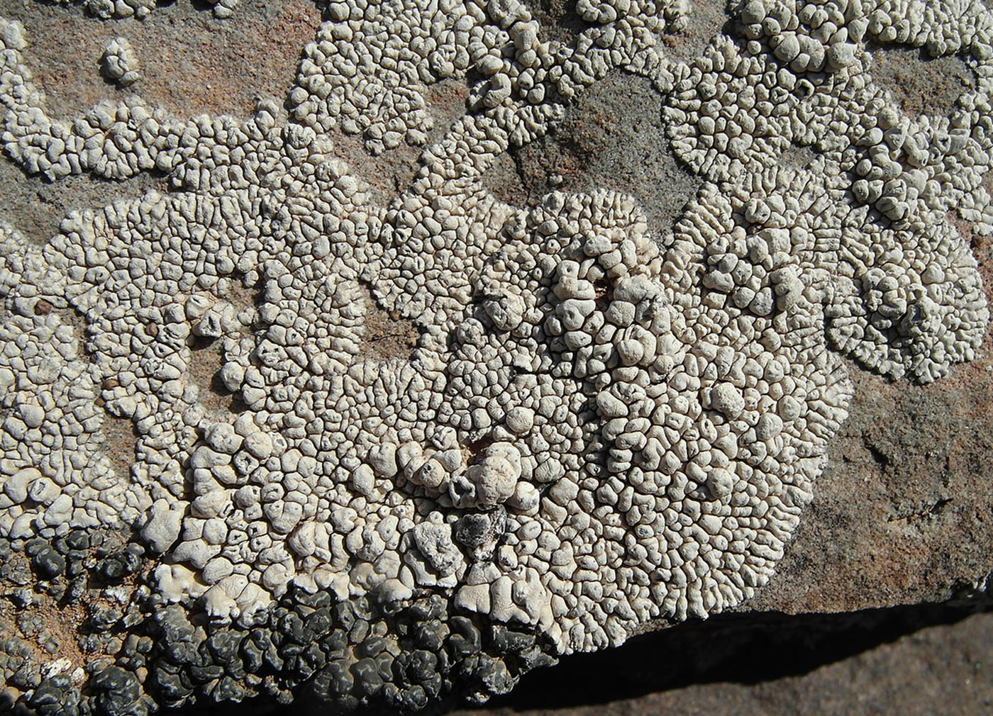 Image of Circinaria schafeevii specimen.