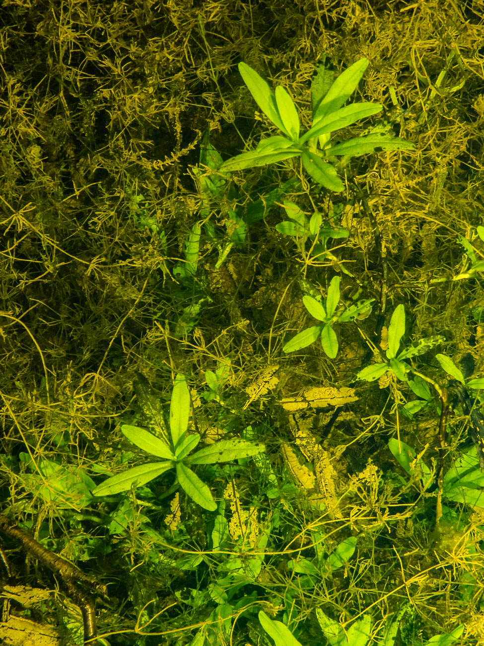 Image of genus Myosotis specimen.
