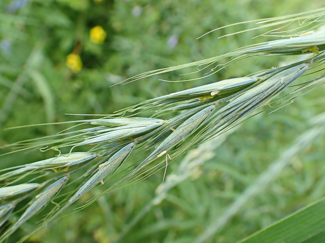 Изображение особи род Elymus.