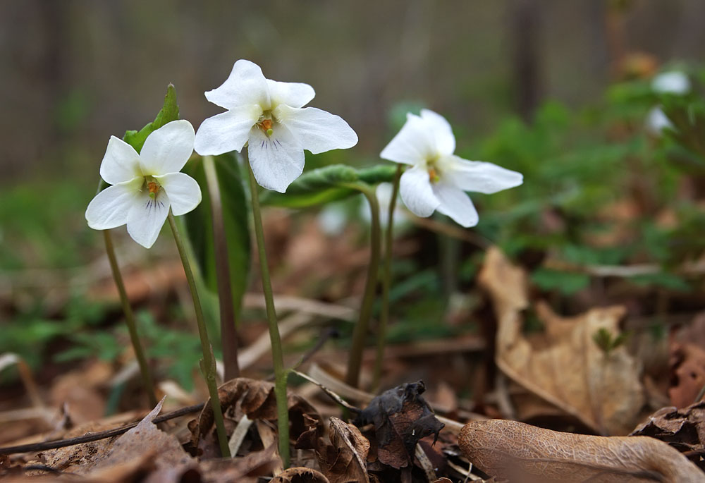 Image of Viola diamantiaca specimen.