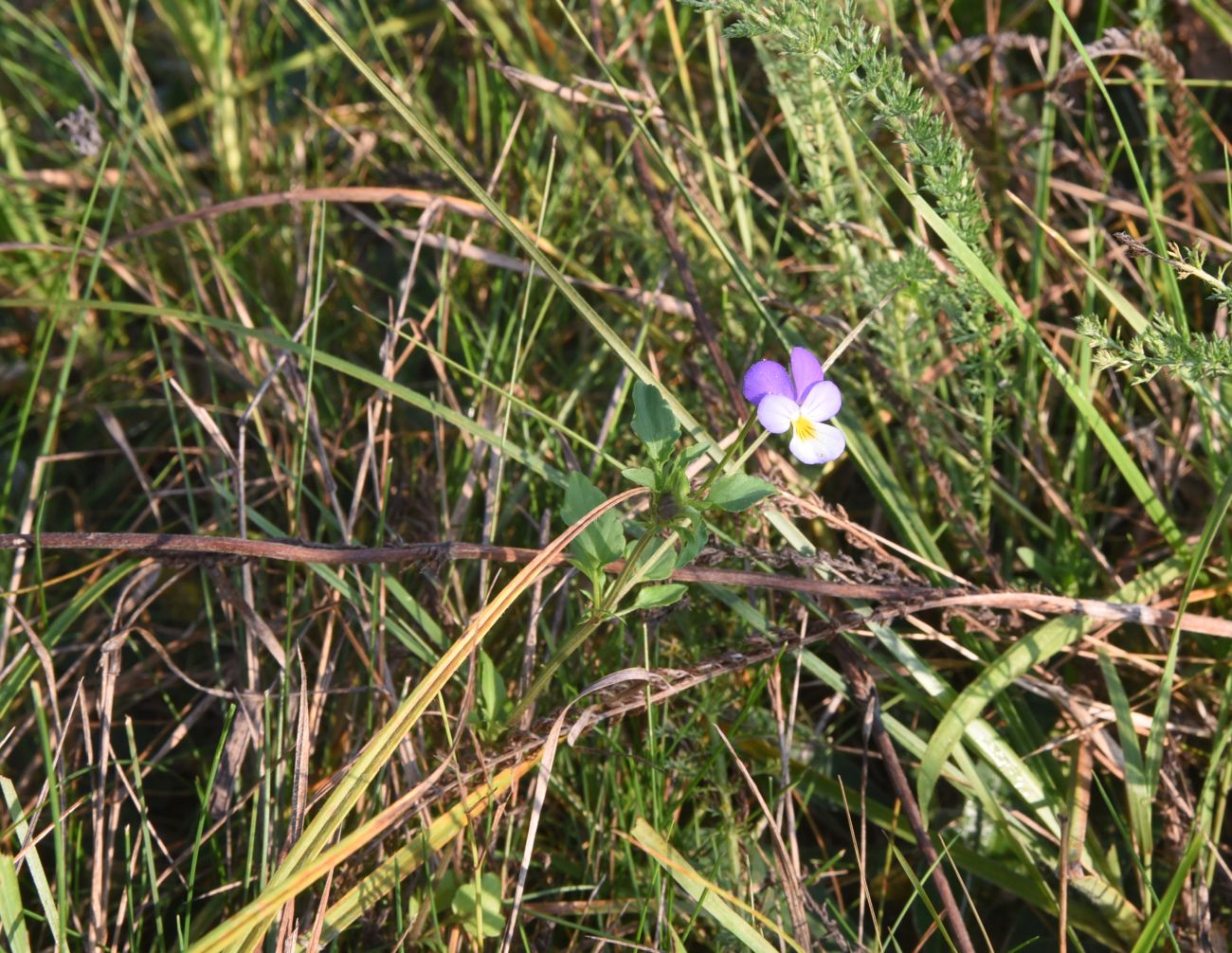 Image of Viola tricolor specimen.
