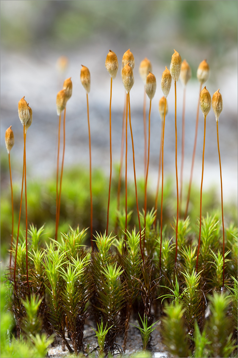 Изображение особи Polytrichum juniperinum.
