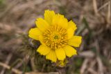 Adonis volgensis