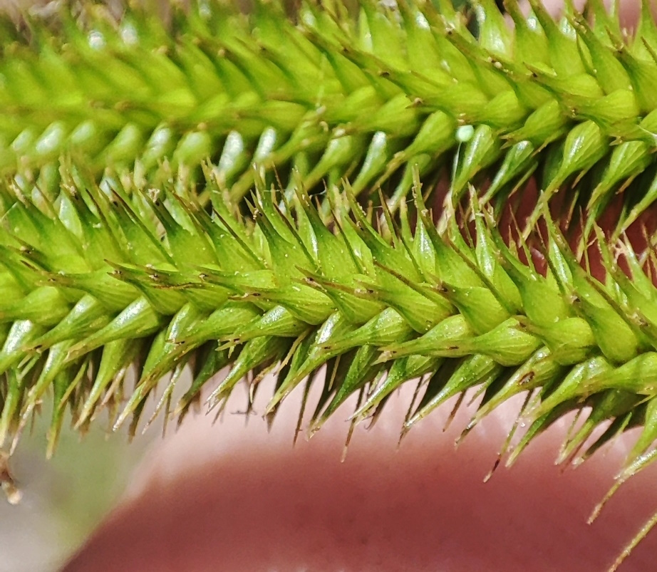 Image of Carex pseudocyperus specimen.