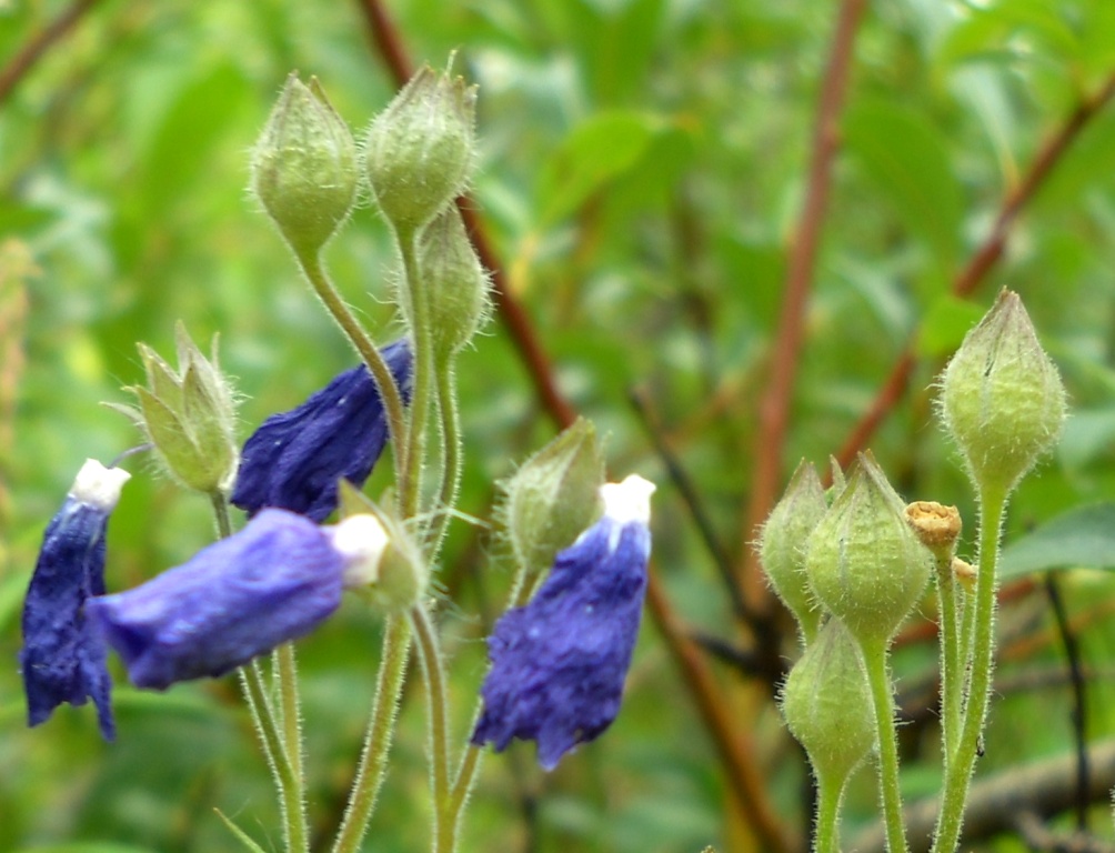 Изображение особи род Polemonium.