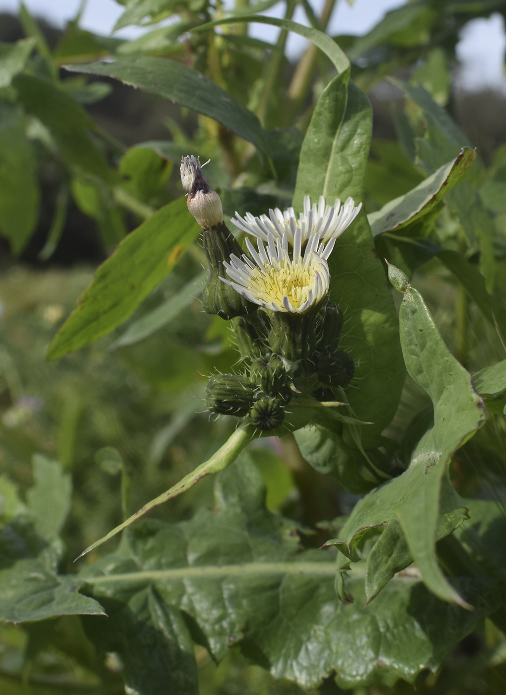 Image of Sonchus oleraceus specimen.