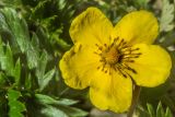 Potentilla anserina. Цветок. Санкт-Петербург, Приморский р-н, заказник «Северное побережье Невской губы», берег Финского залива, заваленный обломками сухих побегов тростника пляж. 15.06.2024.