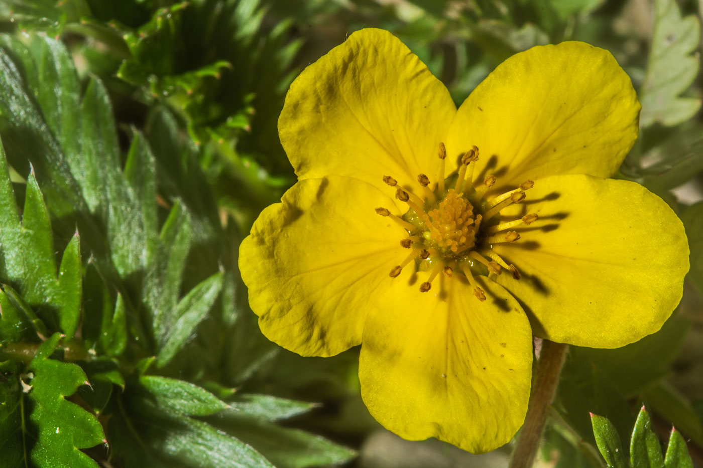 Изображение особи Potentilla anserina.