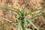 Tragopogon dubius подвид desertorum