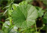Ranunculus cassubicus. Лист с каплями росы. Московская обл., Раменский р-н, окр. ж.-д. платформы Хрипань, просека в смешанном лесу. 21.05.2025.