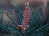 Pinus sylvestris