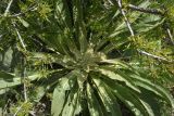 род Verbascum. Вегетирующее растение. Турция, ил Карс, окр. г. Дигор, участок ущелья р. Дигор в 800 м ниже монастыря Хтзконк, левый борт ущелья, каменистый, сухой участок. 19 мая 2025 г.