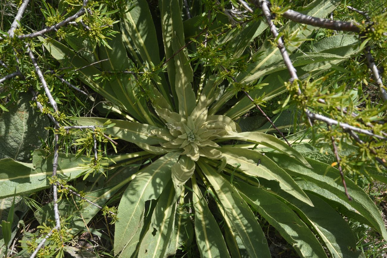 Изображение особи род Verbascum.