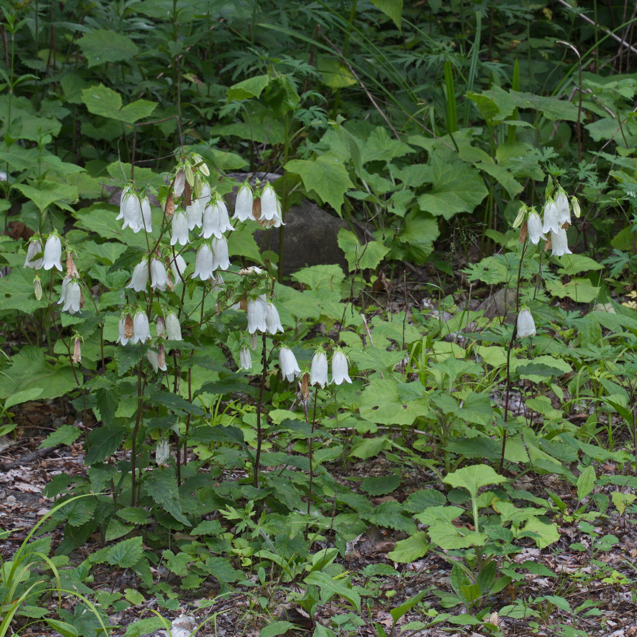 Image of Campanula punctata specimen.