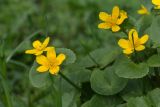 Caltha palustris