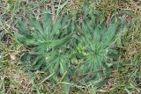 Echium biebersteinii