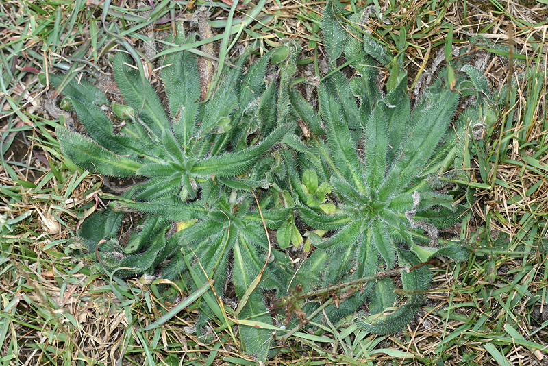 Изображение особи Echium biebersteinii.