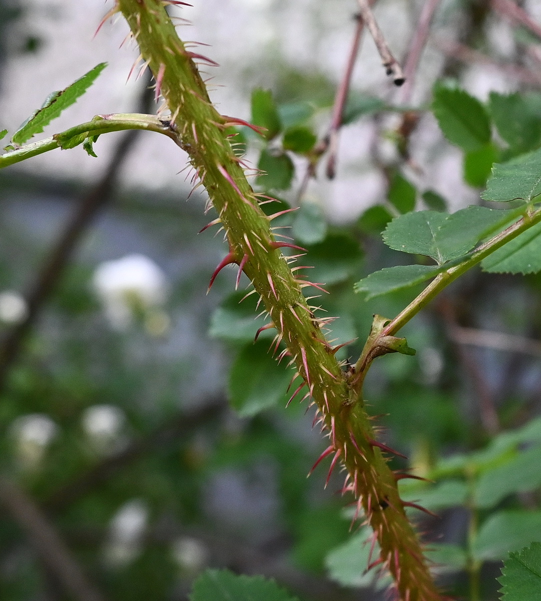 Image of Rosa spinosissima specimen.