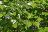 Crataegus submollis. Верхушки веток с расцветающими соцветиями. Мурманск, центр города, площадь Пять Углов, в культуре. 23.06.2025.