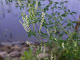 Melilotus albus