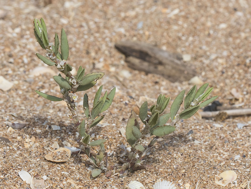 Image of Polygonum maritimum specimen.