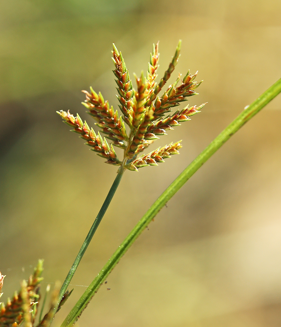 Изображение особи Cyperus amuricus.
